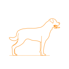 Animals Dogs Rottweiler Laser Cut Svg File, Free Vectors File